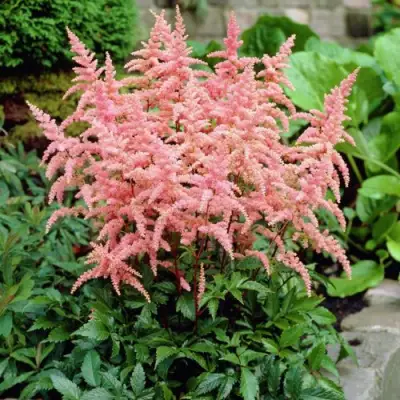 Астильба БРЕССИНГЕМ БЬЮТИ Арендса в Лиде