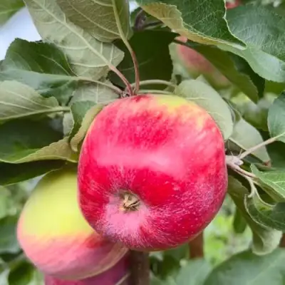 Яблоня АРБАТ колонновидная в Лиде