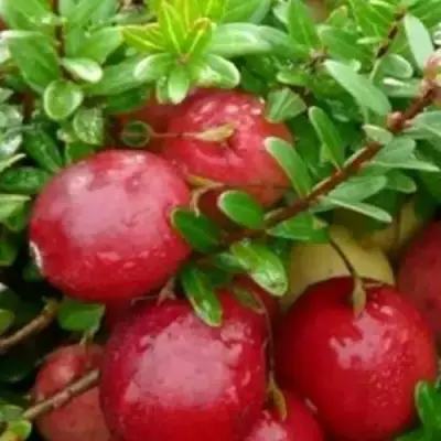 Клюква ХОЛЬШТАЙН в Лиде