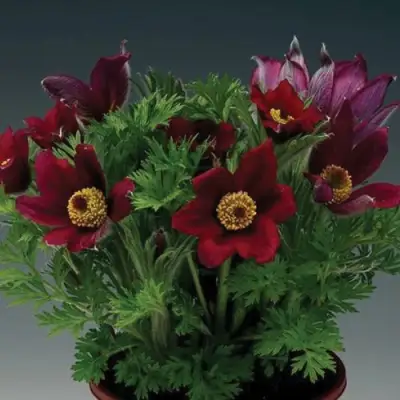 Прострел ПИНВИЛ РЕД ШЕЙДЕС в Лиде