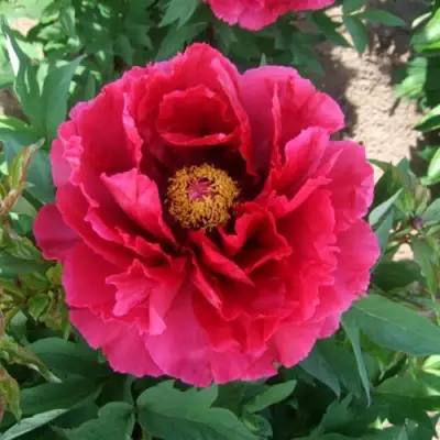 Пион КРАСНЫЙ ГИГАНТ древовидный в Лиде