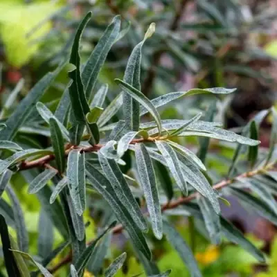 Облепиха АДАМ (МУЖСКАЯ) в Лиде