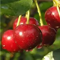 Дюк ПРЕВОСХОДНАЯ ВЕНЬЯМИНОВА в Лиде