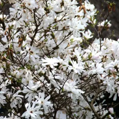 Магнолия СТЕЛЛАТА в Лиде