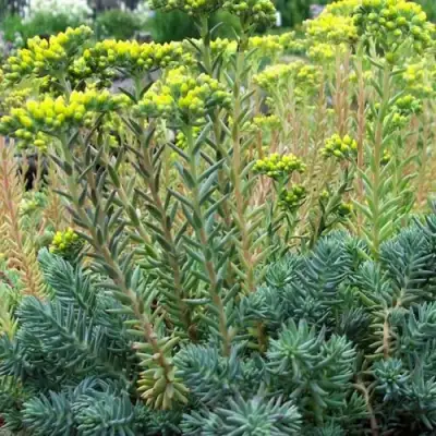 Очиток (седум) отогнутый в Лиде