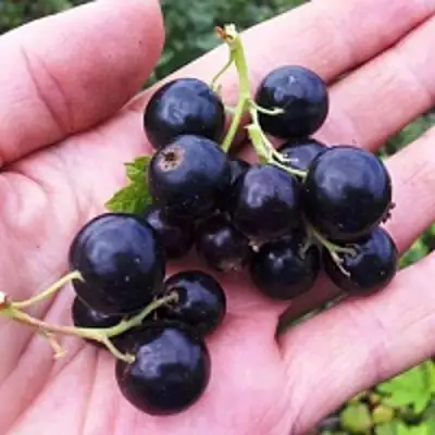 Смородина чёрная ГЕРКУЛЕС в Лиде