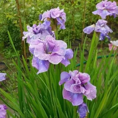 Ирис ХЭВИНГ ФАН сибирский в Лиде