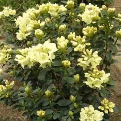 Рододендрон ГОЛДКРОН в Лиде