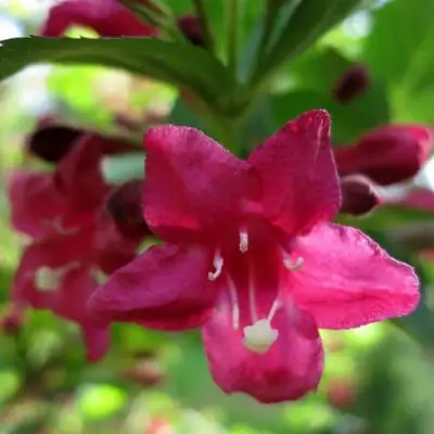 Вейгела БРИСТОЛЬ РУБИ в Лиде