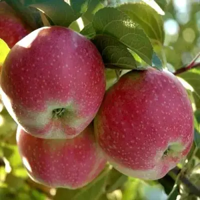 Яблоня АЛЬВА в Лиде