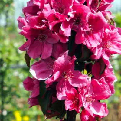 Яблоня МАЛИНОВОЕ ОЖЕРЕЛЬЕ колонновидная в Лиде