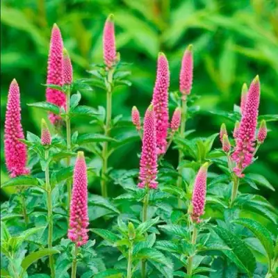 Вероника РОНИКА ФУКСИЯ в Лиде