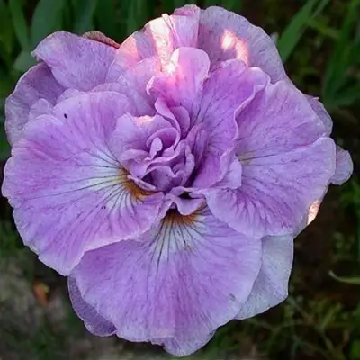 Ирис ИМПЕРИАЛ ОПАЛ сибирский в Лиде