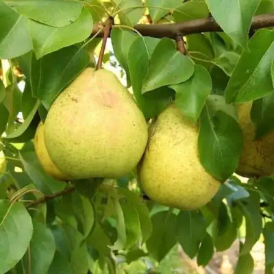 Груша ВЕЛИКАЯ ЛЕТНЯЯ (БОЛЬШАЯ ЛЕТНЯЯ) в Лиде