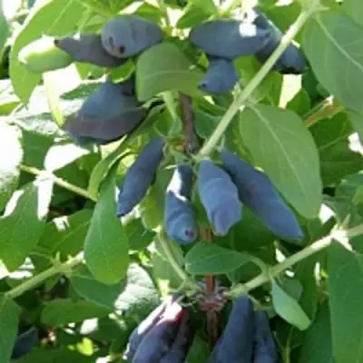 Жимолость съедобная НИМФА (ГАММА) в Лиде