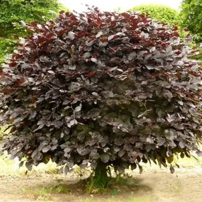 Бук лесной АТРОПУНИЦЕА в Лиде