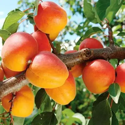 Абрикос ТРИУМФ СЕВЕРНЫЙ в Лиде