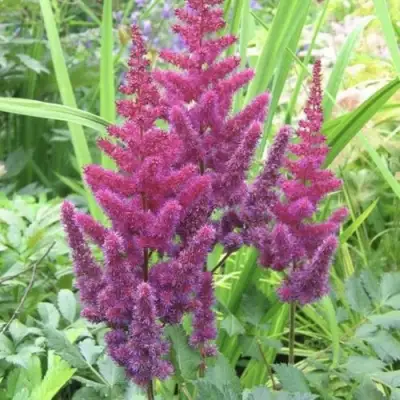 Астильба КАРАОКЕ ПАРТИ китайская в Лиде