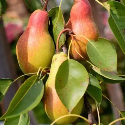 Груша РУССКАЯ КРАСАВИЦА (КРАСАВИЦА ЧЕРНЕНКО) в Лиде