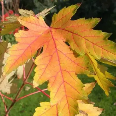 Клен серебристый в Лиде