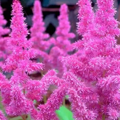 Астильба АМЕТИСТ Арендса в Лиде