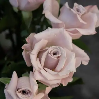 Роза МЕНТА чайно-гибридная в Лиде