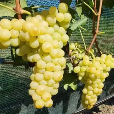 Виноград КИШМИШ ЗОЛОТЦЕ в Лиде