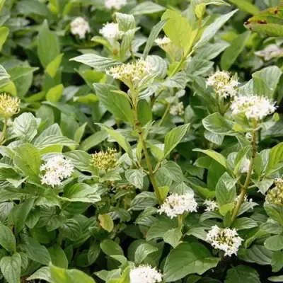 Дерен ФЛАВИРАМЕА отпрысковый в Лиде