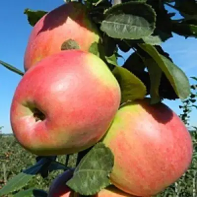 Яблоня БРЯНСКОЕ РОЗОВОЕ в Лиде