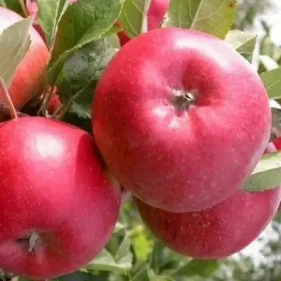 Яблоня ПОСПЕХ в Лиде