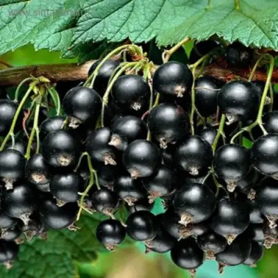 Смородина черная БЕН КОНАН в Лиде