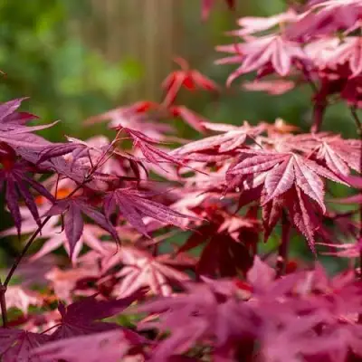 Клен дланевидный АТРОПУРПУРЕУМ в Лиде