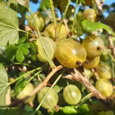 Крыжовник БЕЛОРУCСКИЙ САХАРНЫЙ 2 в Лиде