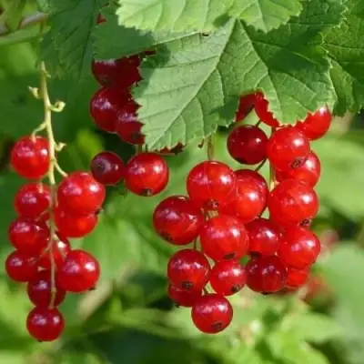 Смородина красная РОНДОМ в Лиде
