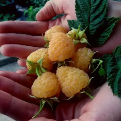 Малина ЗЮГАНА ЗОЛОТАЯ в Лиде