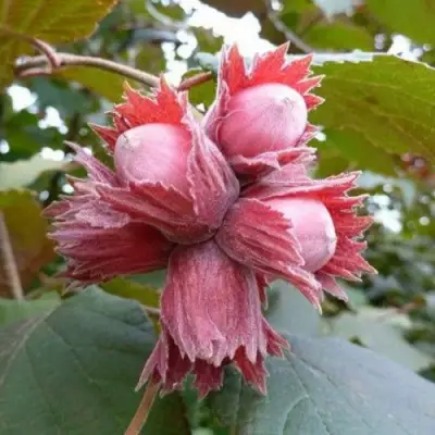 Фундук СКАРЛЕТТ в Лиде