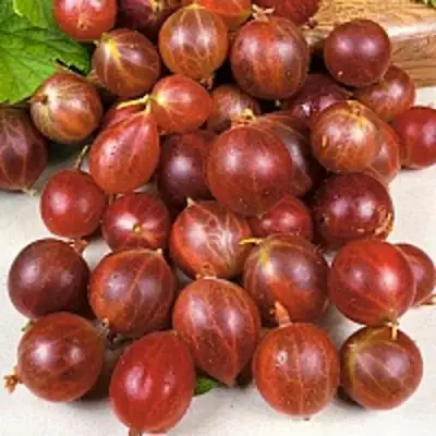 саженцы крыжовника олави