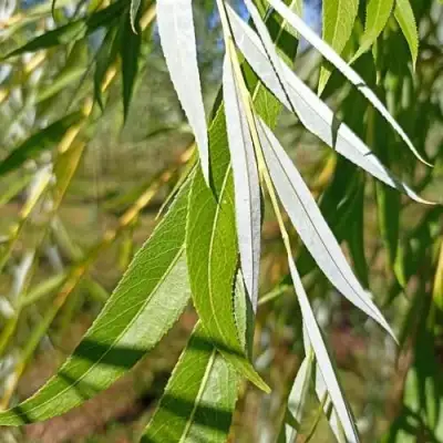 Ива ВИТЕЛЛИНА белая  в Лиде