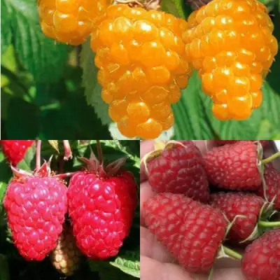 Комплект ЗОЛОТАЯ МАЛИНА в Лиде