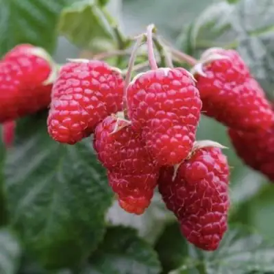 Малина МАРОСЕЙКА в Лиде