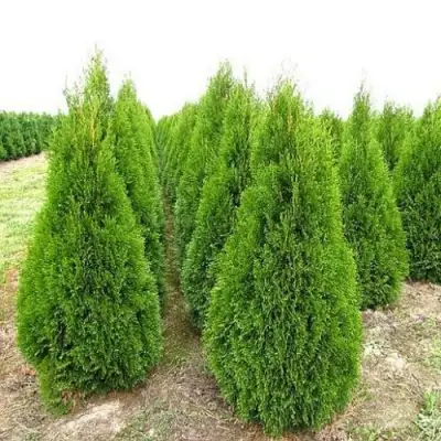 Туя СМАРАГД западная в Лиде