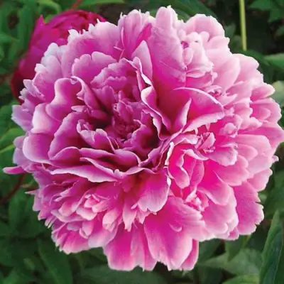 Пион ПУРПУРНАЯ ФЕЕРИЯ травянистый в Лиде