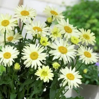 Нивяник БРОДВЕЙ ЛАЙТС великолепный в Лиде