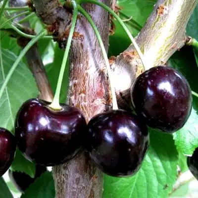 Вишня ШОКОЛАДНИЦА в Лиде