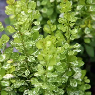 Барбарис ПАУ ВАУ тунберга в Лиде