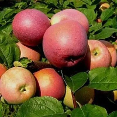 Яблоня СЛАВА ПОБЕДИТЕЛЯМ в Лиде