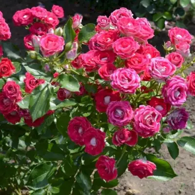 Роза ШОНЕ КОБЛЕНЦЕРИН флорибунда в Лиде