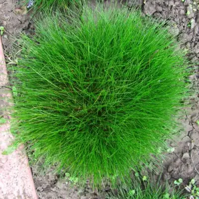 Овсяница ГОТЬЕ в Лиде