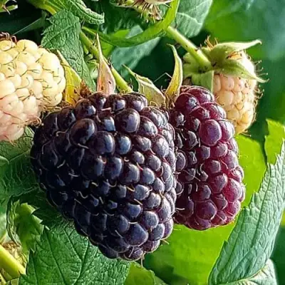 Малина БЛЭК ПОЛЬКА (ХЕБАН) в Лиде