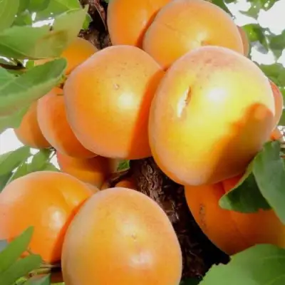 Абрикос ДЕСЕРТНЫЙ в Лиде